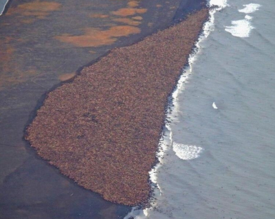 Уникальное фото: 35 тысяч моржей бегут в панике